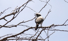 Eurocephalus anguitimens