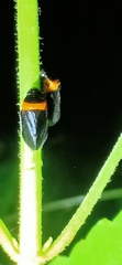 Phymatostetha deschampsi