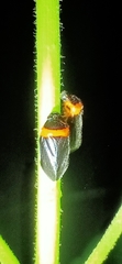 Phymatostetha deschampsi