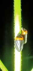 Phymatostetha deschampsi