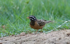 Emberiza tahapisi