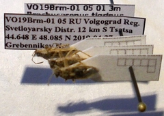 Brachycarenus tigrinus