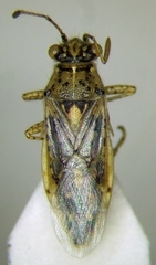 Brachycarenus tigrinus