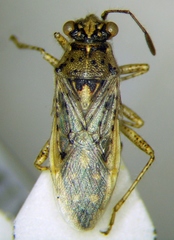 Brachycarenus tigrinus