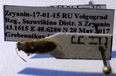 Brachycarenus tigrinus