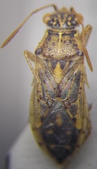 Brachycarenus tigrinus