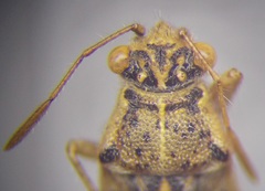 Brachycarenus tigrinus