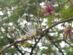 Capparis zeylanica