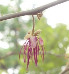 Capparis zeylanica