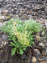 Artemisia lagocephala