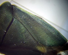 Brachynema germarii