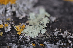 Flavoparmelia soredians