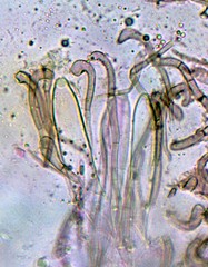 Geoglossum umbratile