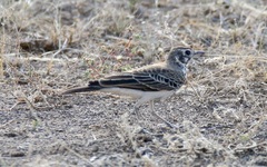 Pinarocorys nigricans