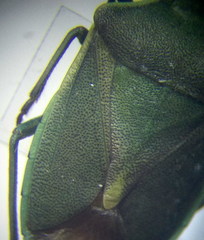 Brachynema germarii