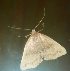 Phalaenostola eumelusalis