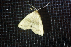 Phalaenostola eumelusalis