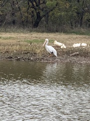 Pelecanus erythrorhynchos