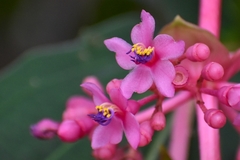 Medinilla magnifica