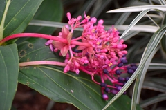 Medinilla magnifica