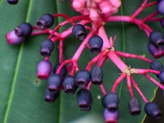 Medinilla magnifica