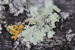Flavoparmelia soredians