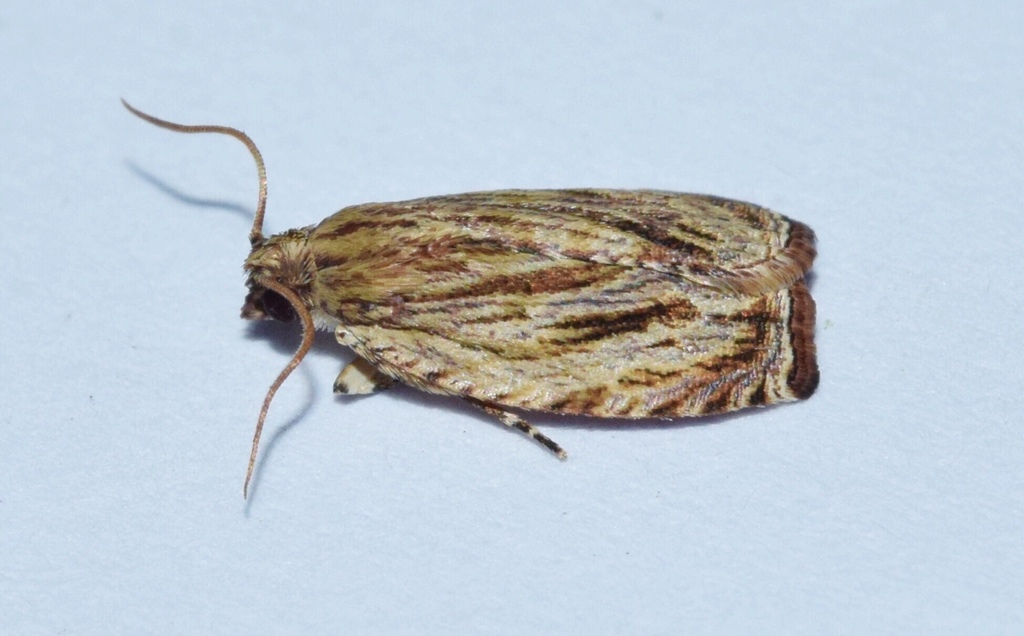 Plutographa