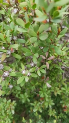 Leptospermum glaucescens