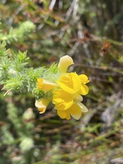 Aspalathus chenopoda