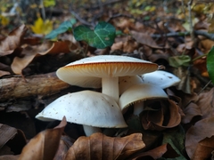 Fungi