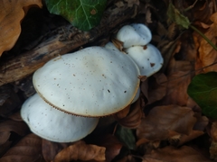 Fungi