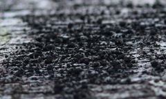 Chaetosphaerella phaeostroma