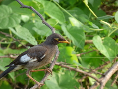 Acridotheres tristis
