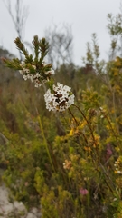 Epacris lanuginosa