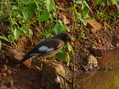 Acridotheres tristis