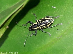 Lanterius