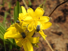 Oxythyrea testaceoguttata