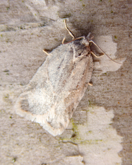 Acleris logiana