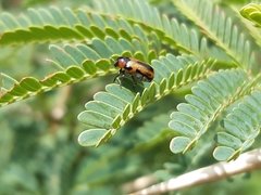 Peploptera