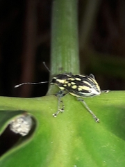 Lanterius