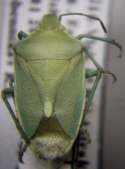 Brachynema germarii