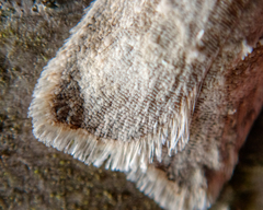 Acleris logiana