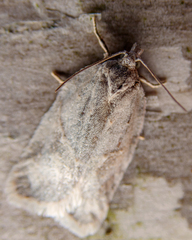 Acleris logiana