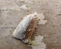 Acleris logiana