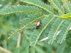 Peploptera