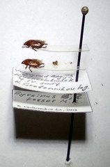 Byrsinus fossor