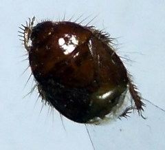 Byrsinus fossor