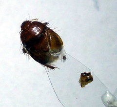 Byrsinus fossor