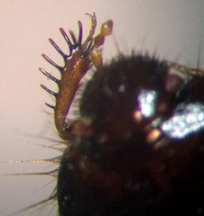 Byrsinus fossor