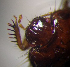 Byrsinus fossor